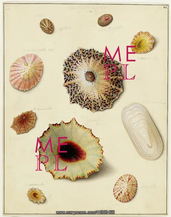 : Limpets by Edward Donovan (1768 - 1837), artist : Limpets by Edward Donovan (1768 - 1837), artist