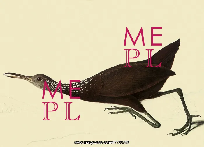  : limpkin