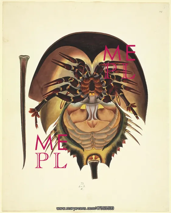 : Limulus polyphemus, horsehoe crab : Limulus polyphemus, horsehoe crab