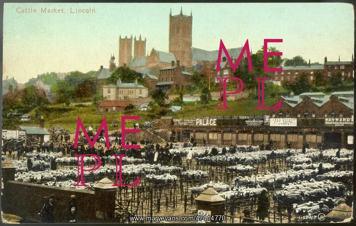 : LINCOLN CATTLE MARKET : LINCOLN CATTLE MARKET