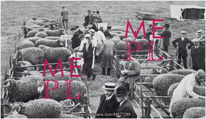 : Lincoln longwool ram sale : Lincoln longwool ram sale