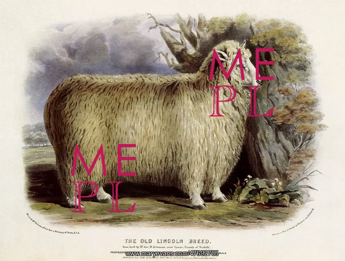 : Lincoln Longwool Sheep
