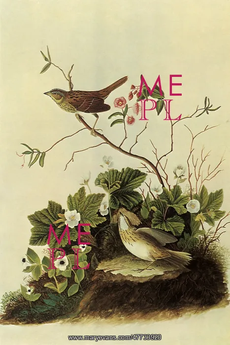 : Lincoln's Sparrows : Lincoln's Sparrows