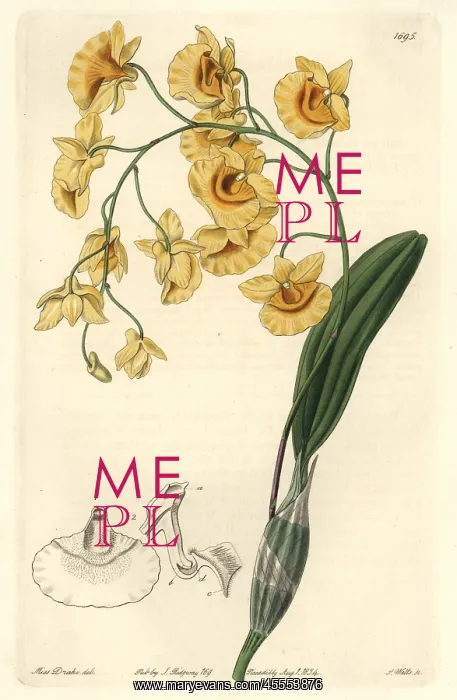 : Lindley's dendrobium orchid, Dendrobium lindleyi : Lindley's dendrobium orchid, Dendrobium lindleyi