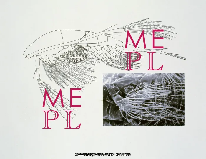 : Line drawing of a shrimp-like crustacea : Line drawing of a shrimp-like crustacea