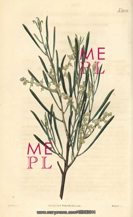 : Linear leaved acacia, Acacia linearis : Linear leaved acacia, Acacia linearis