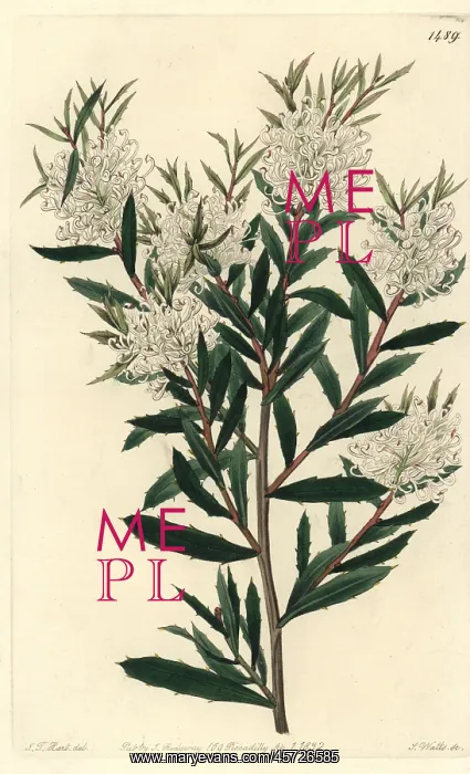 : Linear-leaved hakea, Hakea linearis : Linear-leaved hakea, Hakea linearis