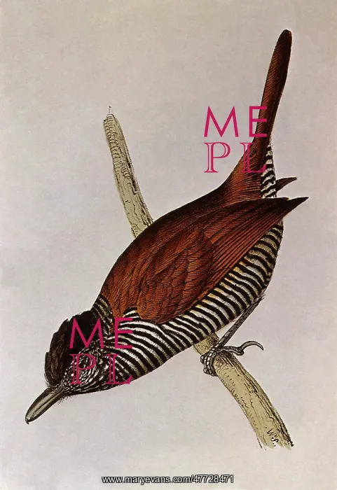 : Lined Antshrike, Thamnophilus palliatus : Lined Antshrike, Thamnophilus palliatus
