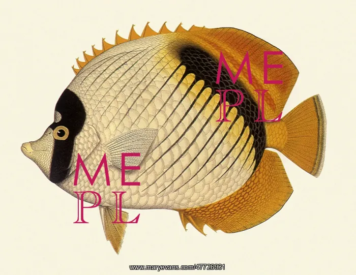  : Lined Butterflyfish, Chaetodon lineolatus