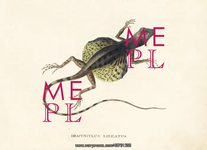 : Lined flying dragon, Draco lineatus : Lined flying dragon, Draco lineatus