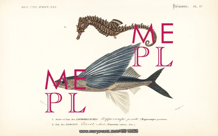 : Lined seahorse and tropical two-wing flying-fish : Lined seahorse and tropical two-wing flying-fish