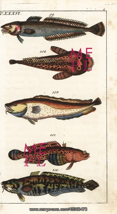 : Ling, burbot, oyster toadfish and tusk : Ling, burbot, oyster toadfish and tusk