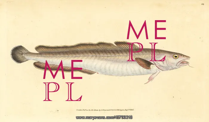 : Ling fish, Molva molva : Ling fish, Molva molva