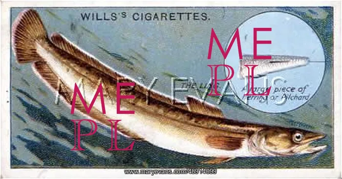 : LING / WILL'S FISH / 1910 : LING / WILL'S FISH / 1910