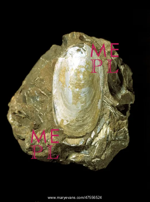: Lingula beani, brachiopod : Lingula beani, brachiopod