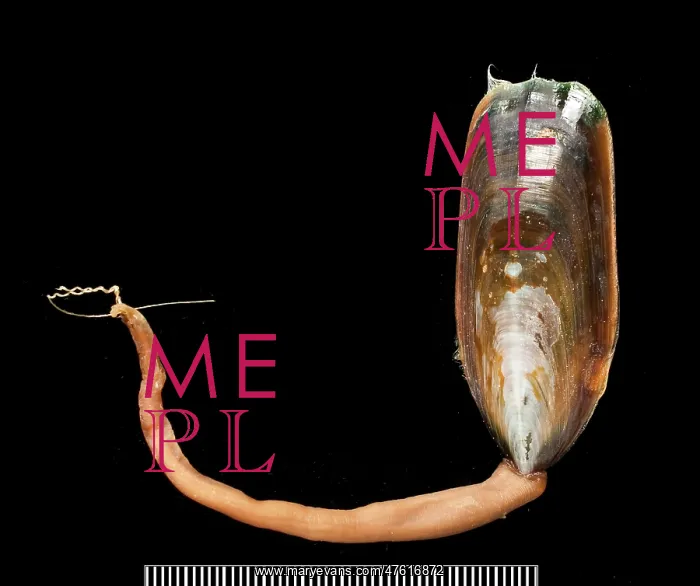 : Lingula, a brachiopod : Lingula, a brachiopod