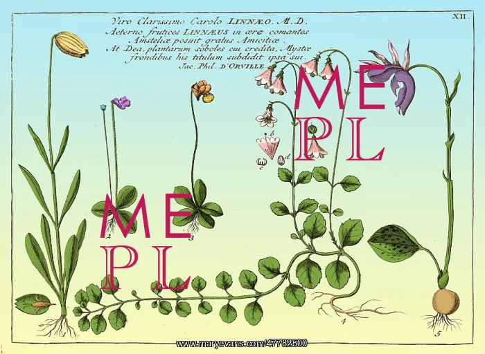 : Linnaea Borealis, Linnaeus's Favorite Flower : Linnaea Borealis, Linnaeus's Favorite Flower
