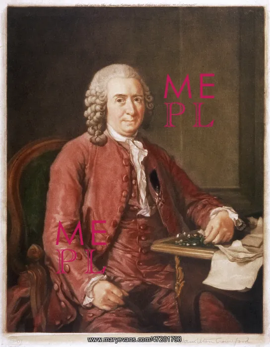 : Linnaeus - Botanist - Roslin : Linnaeus - Botanist - Roslin