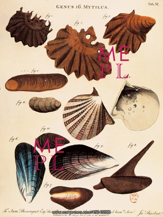 : LINNAEUS, Carolus (1707-1778) : LINNAEUS, Carolus (1707-1778)