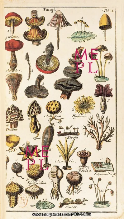 : LINNAEUS, Carolus (1707-1778) : LINNAEUS, Carolus (1707-1778)