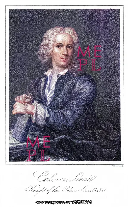 : LINNAEUS (EVANS) : LINNAEUS (EVANS)