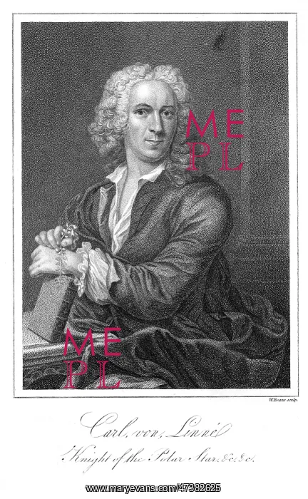 : LINNAEUS (EVANS)