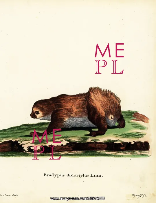 : Linnaeus's two-toed sloth, Choloepus didactylus : Linnaeus's two-toed sloth, Choloepus didactylus