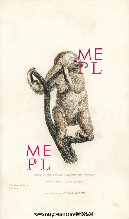 : Linnaeus's two-toed sloth, Choloepus didactylus : Linnaeus's two-toed sloth, Choloepus didactylus