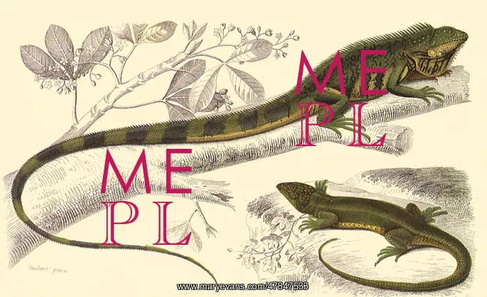  : A Linnean Iguana and a Green Lizard