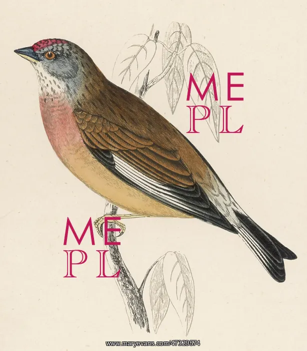  : LINNET. (Carduelis cannabina)