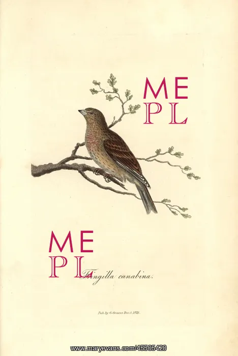 : Linnet, Carduelis cannabina : Linnet, Carduelis cannabina