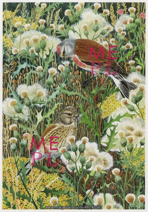  : Linnets