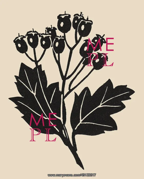  : Linocut of Rose Hips
