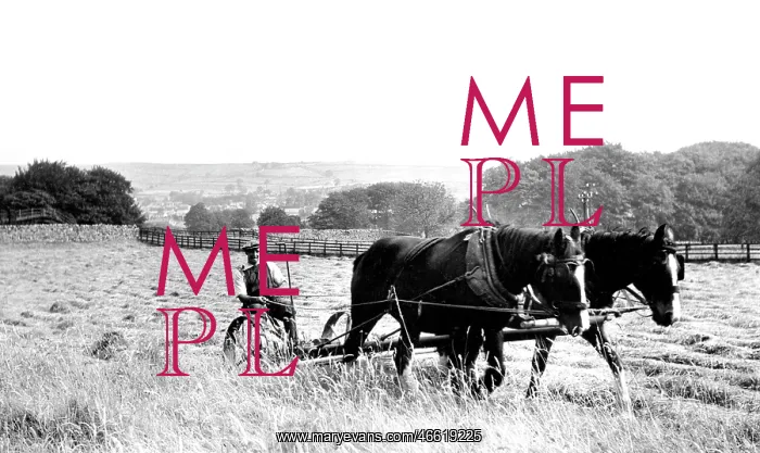  : Linton, Haytime c1955