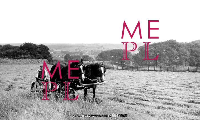  : Linton, Haytime c1955