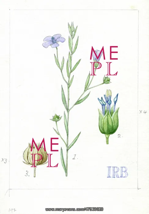 : Linum bienne - pale flax : Linum bienne - pale flax