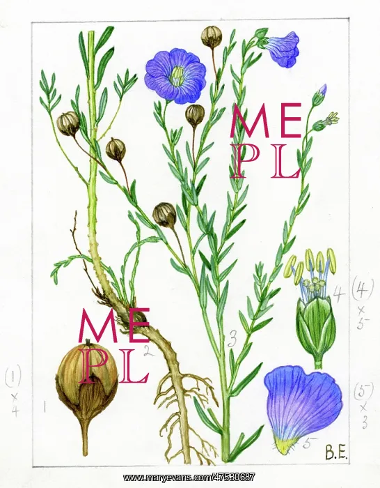 : Linum perenne - blue flax : Linum perenne - blue flax