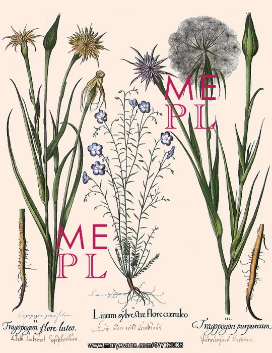 : Linum perenne, Tragopogon dubius, Tragopogon porrifolius : Linum perenne, Tragopogon dubius, Tragopogon porrifolius