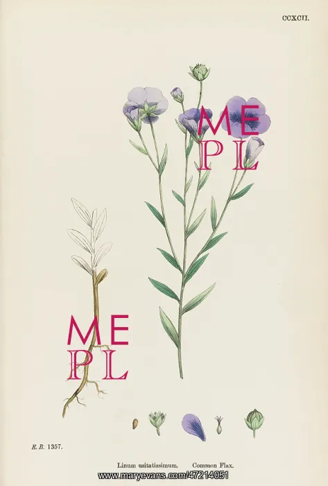  : LINUM USITATISSIMUM
