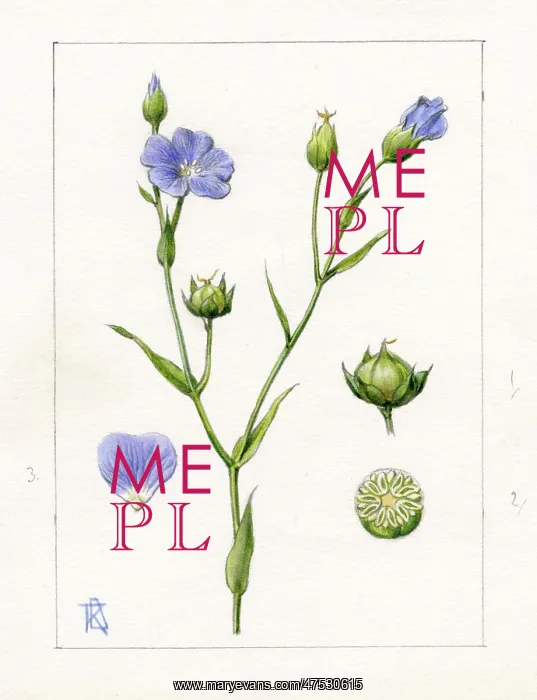  : Linum usitatissimum - common flax