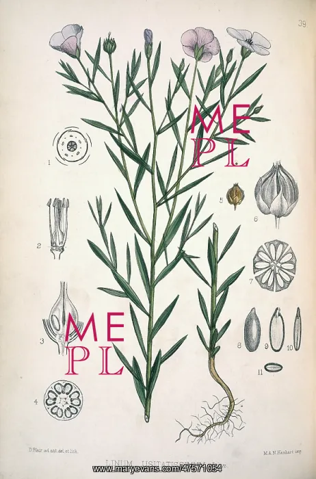 : Linum usitatissimum, flax : Linum usitatissimum, flax