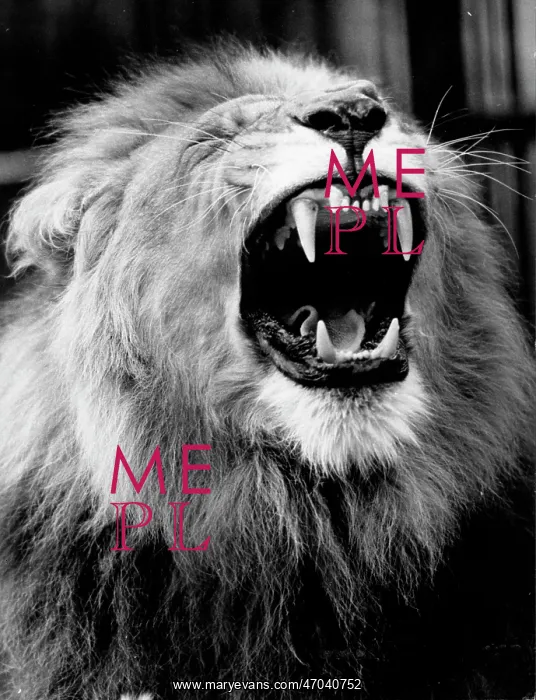 : The Lion. Aug 14, 1968; London, UK; Striking picture of the gaping jaws of Singh : The Lion. Aug 14, 1968; London, UK; Striking picture of the gaping jaws of Singh