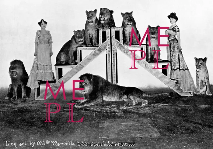  : Lion act. Charles Prinz's lions, Madmoiselle Marcella and her special troupe, 1904