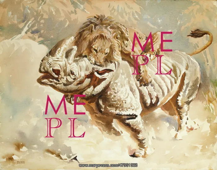 : A lion attacking a rhino : A lion attacking a rhino