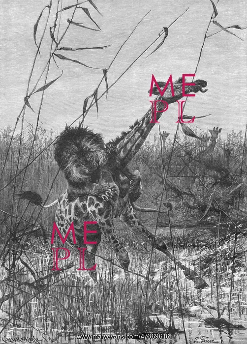 : LION ATTACKS GIRAFFE : LION ATTACKS GIRAFFE
