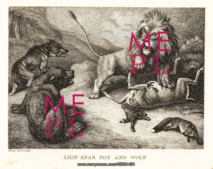 : Lion, bear, wolf and fox fight over the carcass of a deer : Lion, bear, wolf and fox fight over the carcass of a deer