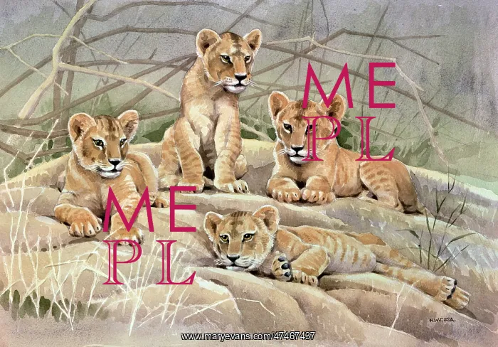  : Lion Cubs. Four Lion Cubs (watercolour 14 x 20.5 inches)