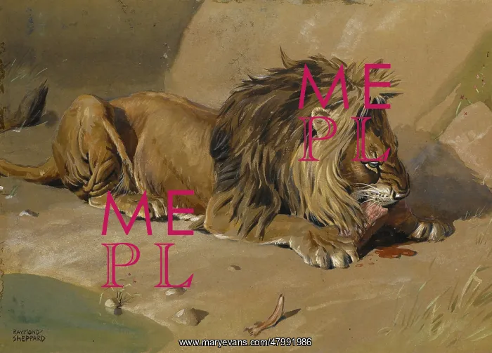  : Lion eating