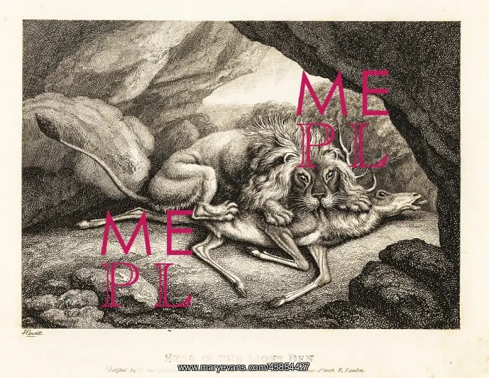 : A lion eating the carcass of a stag in a cave : A lion eating the carcass of a stag in a cave