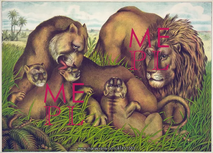  : The lion family